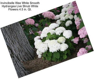 Invincibelle Wee White Smooth Hydrangea Live Shrub White Flowers 4.5 in. Qt.