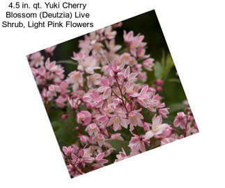 4.5 in. qt. Yuki Cherry Blossom (Deutzia) Live Shrub, Light Pink Flowers