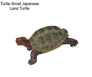 Turtle-Small Japanese Land Turtle