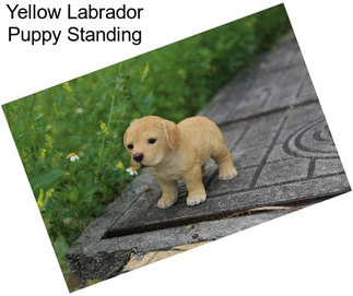 Yellow Labrador Puppy Standing