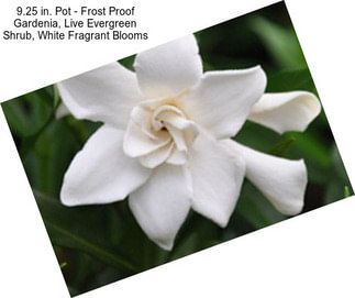 9.25 in. Pot - Frost Proof Gardenia, Live Evergreen Shrub, White Fragrant Blooms