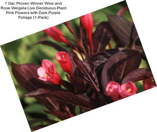 1 Gal. Proven Winner Wine and Rose Weigela Live Deciduous Plant Pink Flowers with Dark Purple Foliage (1-Pack)