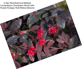 2 Gal. Red Diamond Midsize Loropetalum, Evergreen Shrub with Purple Foliage, Red Ribbon Blooms