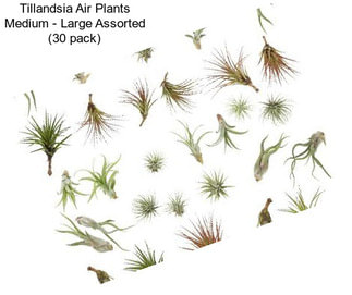 Tillandsia Air Plants Medium - Large Assorted (30 pack)