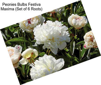 Peonies Bulbs Festiva Maxima (Set of 6 Roots)