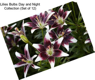 Lilies Bulbs Day and Night Collection (Set of 12)