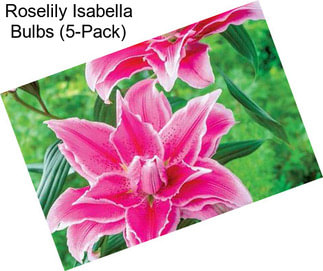 Roselily Isabella Bulbs (5-Pack)