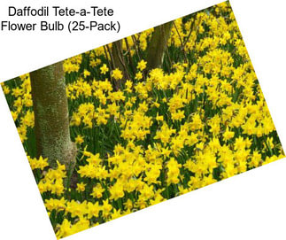 Daffodil Tete-a-Tete Flower Bulb (25-Pack)