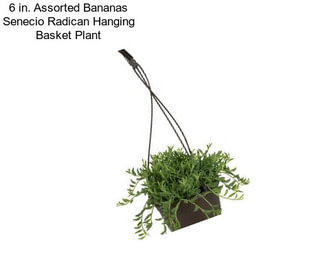 6 in. Assorted Bananas Senecio Radican Hanging Basket Plant