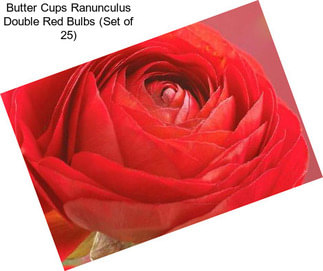 Butter Cups Ranunculus Double Red Bulbs (Set of 25)