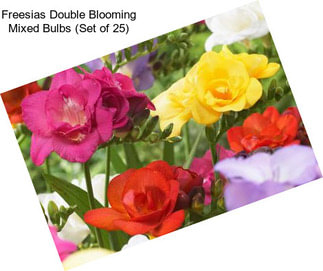 Freesias Double Blooming Mixed Bulbs (Set of 25)