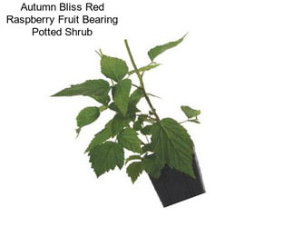 Autumn Bliss Red Raspberry Fruit Bearing Potted Shrub