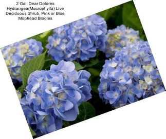 2 Gal. Dear Dolores Hydrangea(Macrophylla) Live Deciduous Shrub, Pink or Blue Mophead Blooms