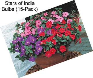 Stars of India Bulbs (15-Pack)