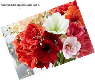 Amaryllis Bulbs Economy Mixed (Set of 3)