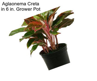 Aglaonema Creta in 6 in. Grower Pot