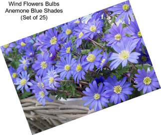 Wind Flowers Bulbs Anemone Blue Shades (Set of 25)