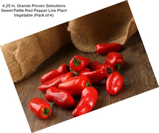 4.25 in. Grande Proven Selections Sweet Petite Red Pepper Live Plant Vegetable (Pack of 4)