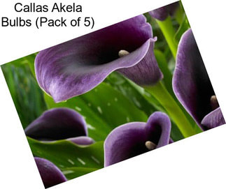 Callas Akela Bulbs (Pack of 5)