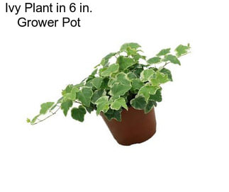 Ivy Plant in 6 in. Grower Pot