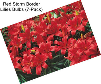 Red Storm Border Lilies Bulbs (7-Pack)