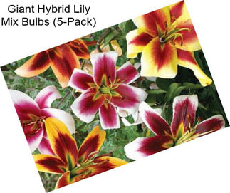 Giant Hybrid Lily Mix Bulbs (5-Pack)