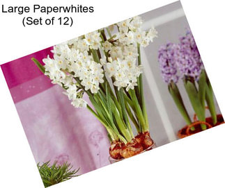 Large Paperwhites (Set of 12)