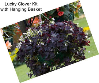 Lucky Clover Kit with Hanging Basket