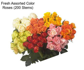 Fresh Assorted Color Roses (200 Stems)