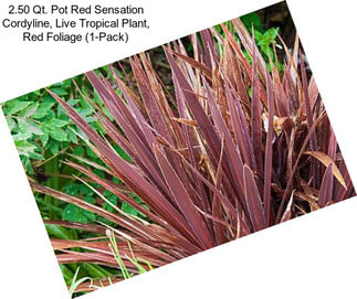 2.50 Qt. Pot Red Sensation Cordyline, Live Tropical Plant, Red Foliage (1-Pack)