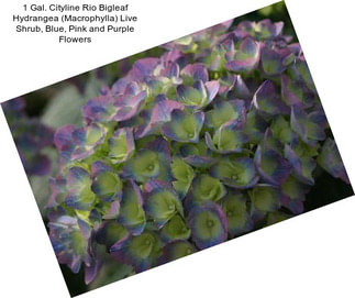 1 Gal. Cityline Rio Bigleaf Hydrangea (Macrophylla) Live Shrub, Blue, Pink and Purple Flowers