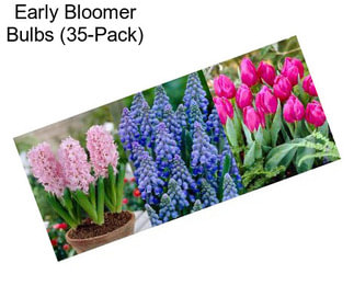 Early Bloomer Bulbs (35-Pack)