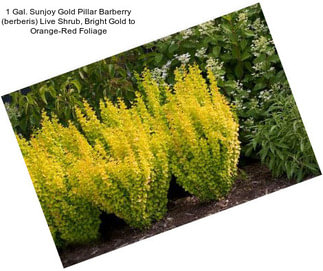 1 Gal. Sunjoy Gold Pillar Barberry (berberis) Live Shrub, Bright Gold to Orange-Red Foliage