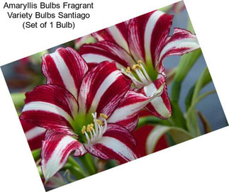 Amaryllis Bulbs Fragrant Variety Bulbs Santiago (Set of 1 Bulb)