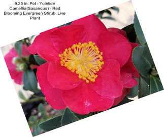 9.25 in. Pot - Yuletide Camellia(Sasanqua) - Red Blooming Evergreen Shrub, Live Plant