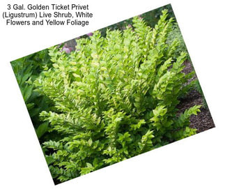 3 Gal. Golden Ticket Privet (Ligustrum) Live Shrub, White Flowers and Yellow Foliage