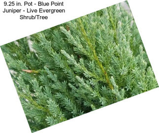 9.25 in. Pot - Blue Point Juniper - Live Evergreen Shrub/Tree