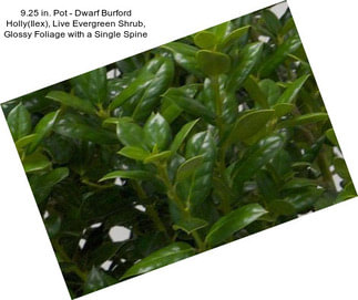 9.25 in. Pot - Dwarf Burford Holly(Ilex), Live Evergreen Shrub, Glossy Foliage with a Single Spine