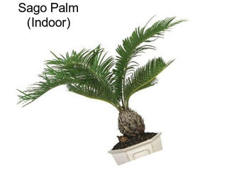 Sago Palm (Indoor)