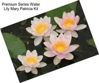 Premium Series Water Lily Mary Patricia Kit