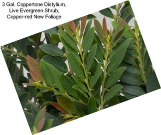 3 Gal. Coppertone Distylium, Live Evergreen Shrub, Copper-red New Foliage