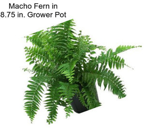 Macho Fern in 8.75 in. Grower Pot