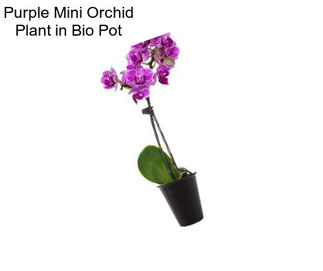 Purple Mini Orchid Plant in Bio Pot