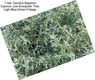 7 Gal. Carolina Sapphire Cypress, Live Evergreen Tree, Light Blue-Green Foliage