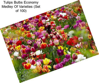 Tulips Bulbs Economy Medley Of Varieties (Set of 100)