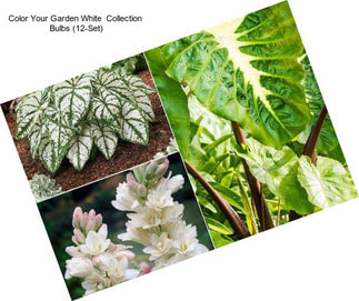 Color Your Garden White  Collection  Bulbs (12-Set)