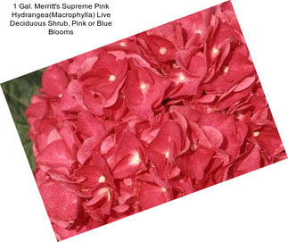 1 Gal. Merritt\'s Supreme Pink Hydrangea(Macrophylla) Live Deciduous Shrub, Pink or Blue Blooms
