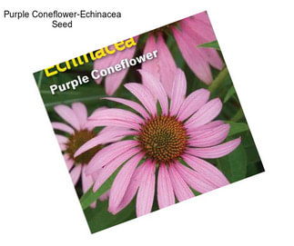 Purple Coneflower-Echinacea Seed