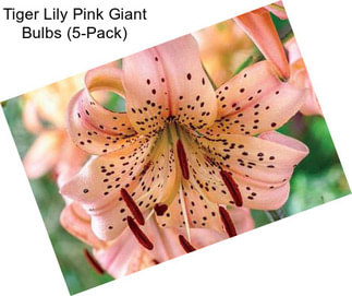 Tiger Lily Pink Giant Bulbs (5-Pack)