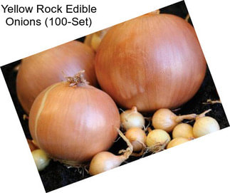 Yellow Rock Edible Onions (100-Set)